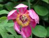 Show product details for Paeonia mascula russoi